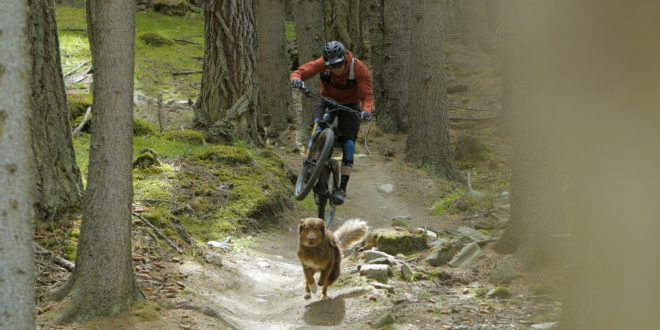 PATAS Y RUEDAS PAWS y WHEELS