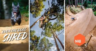 LA LIGA DEL RDF. REGGAE DOGS & FLOW