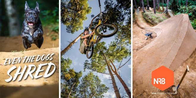 LA LIGA DEL RDF. REGGAE DOGS & FLOW