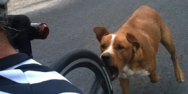 CÓMO EVITAR ATAQUES DE PERROS EN BICICLETA
