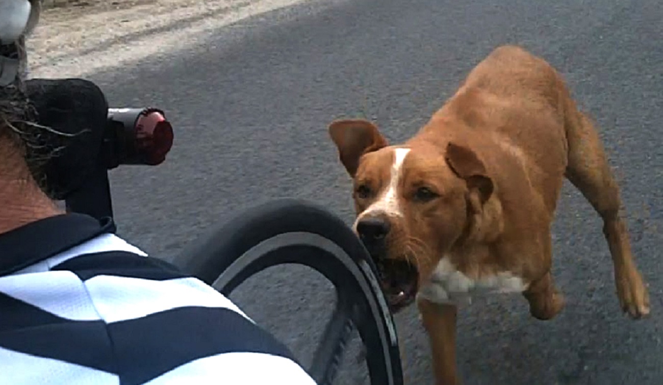 CÓMO EVITAR ATAQUES DE PERROS EN BICICLETA