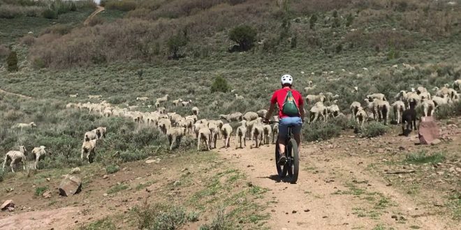 UN MASTÍN ATACA AUN CICLISTA DE MONTAÑA