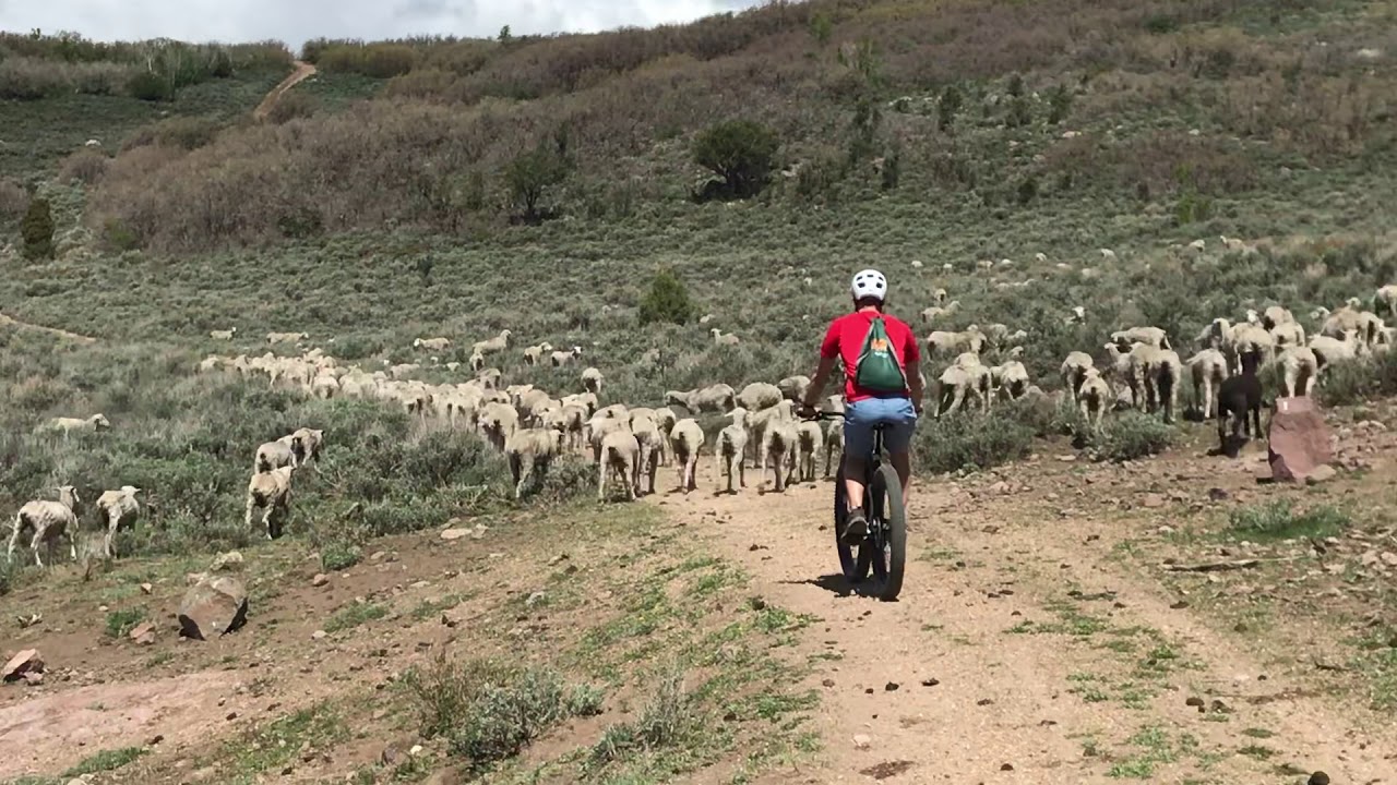 UN MASTÍN ATACA AUN CICLISTA DE MONTAÑA