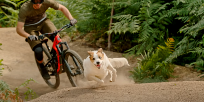 PERROS EN LOS SENDEROS MOUNTAIN BIKE