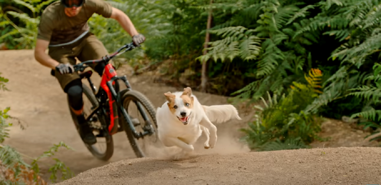 PERROS EN LOS SENDEROS MOUNTAIN BIKE